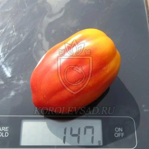 томат тюльпан характеристика и описание