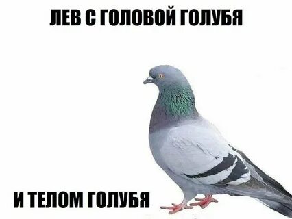 Голуби привет