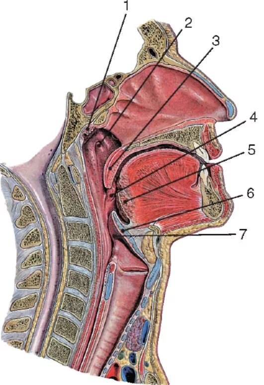Валики глотки. Носоглотка глотка гортань анатомия. Носоглотка анатомия носоглотка анатомия. Хоаны дыхательная система.