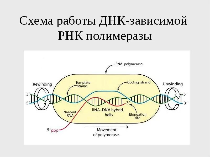 ДНК зависимая РНК полимераза строение. Структура ДНК зависимой РНК полимеразы. Внутриклеточная локализация ДНК-зависимой РНК-полимеразы.