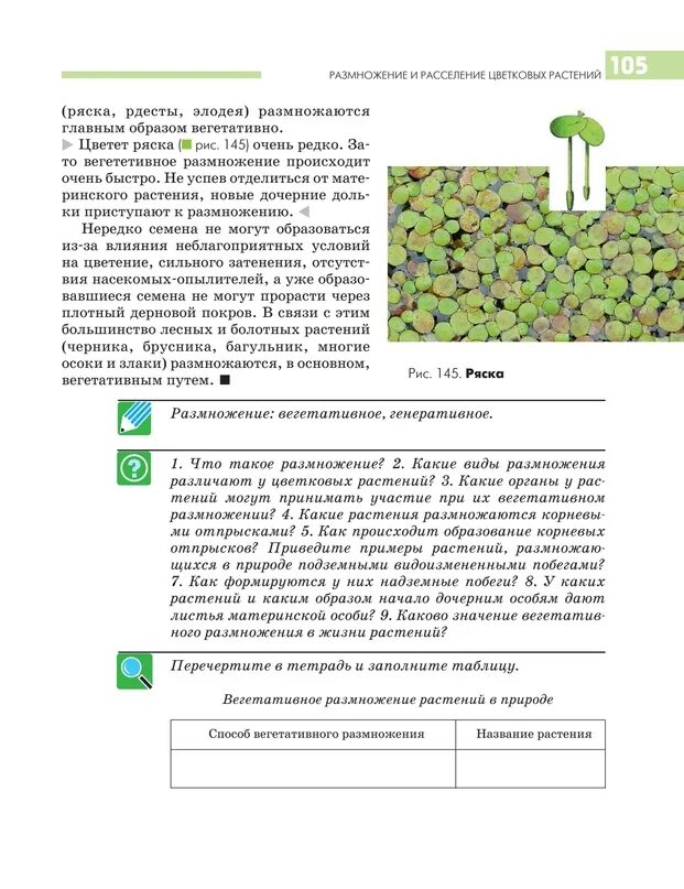 Каково значение размножения растений. Размножение и расселение цветковых растений. ряска растение. чем размножается ряска. как размножается ряска.