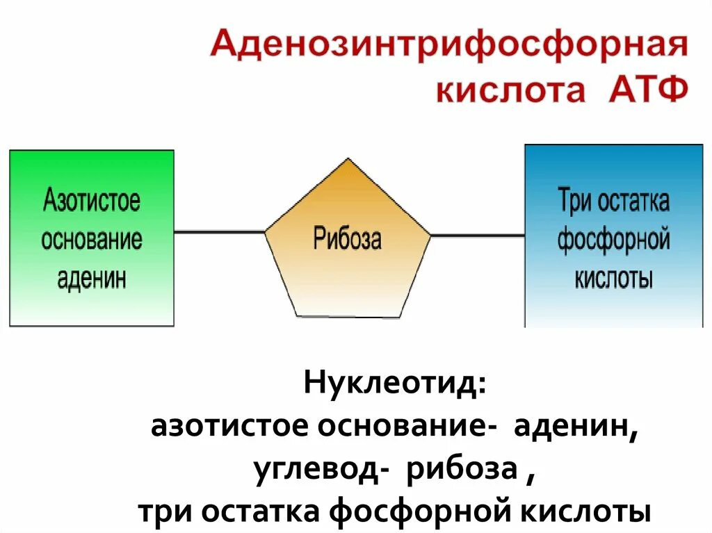 Азотистое основание рибоза остаток фосфорной кислоты. Аденозинтрифосфорная кислота. Азотистое основание рибоза остаток фосфорной. Азотистое основание остаток фосфорной кислоты и.