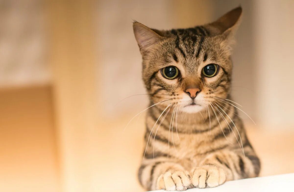 Un gato. Un gato