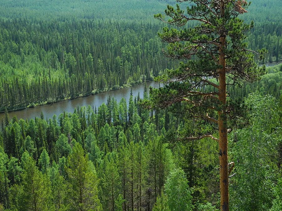 Тайга в росси. Аляскинская Тайга. Средняя Тайга России. Тайга Новосибирск. Тайга Бурятии кедрач.