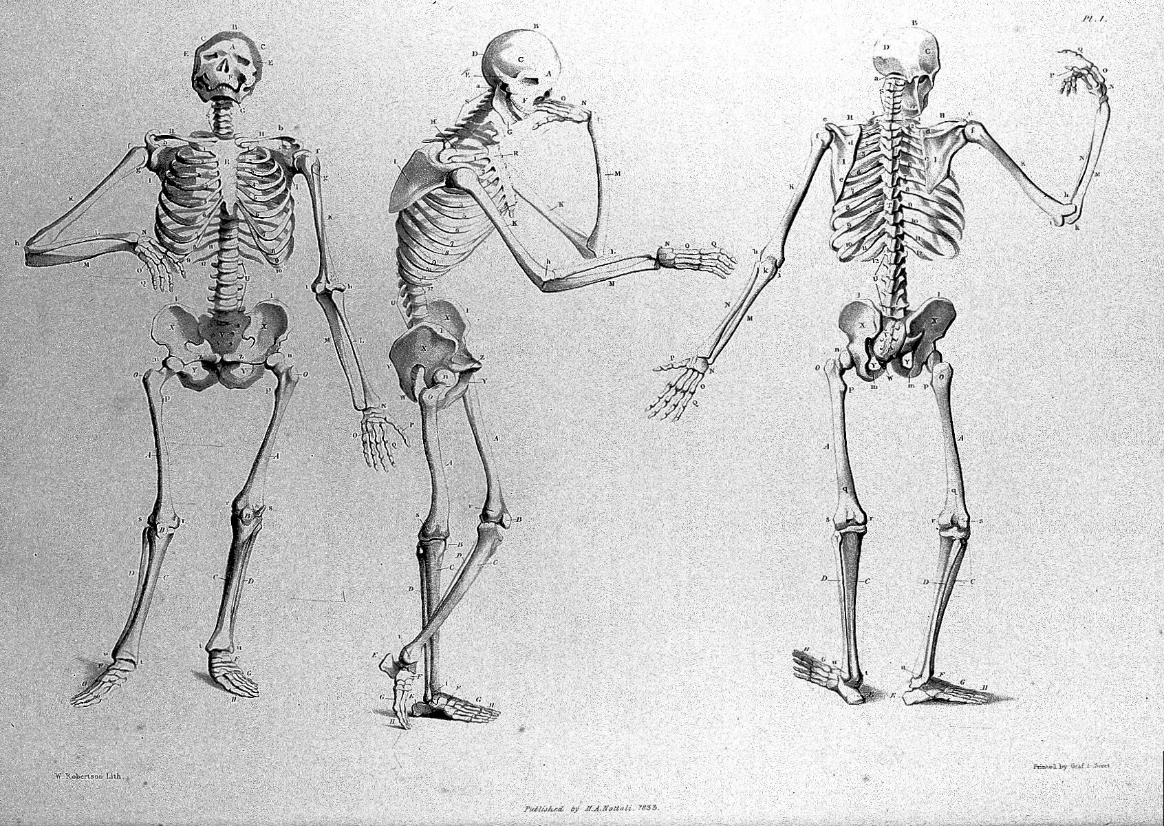 Эволюция скелета человека. Превращение человека в скелета. Эволюция костей человека.