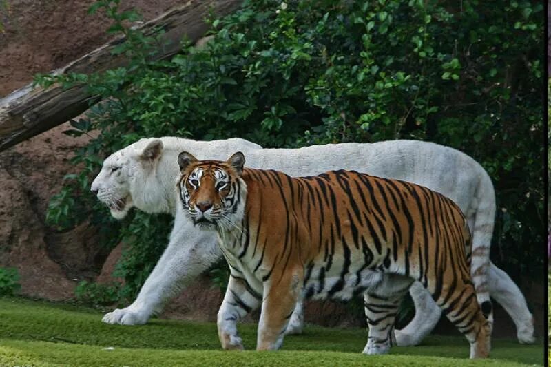 Какой тигр сильнее. Малайский тигр (Panthera Tigris Jacksoni). Белый бенгальский тигр и Лигр. Тигролев Геркулес. Амурский тигр и Лев.