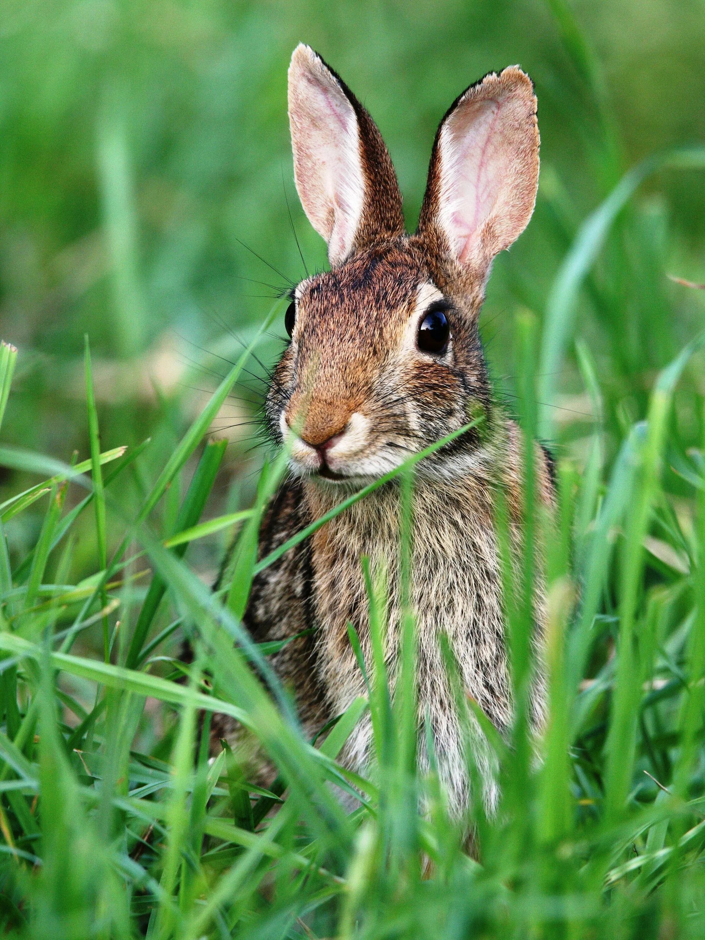 Заяц-Русак. Eastern Cottontail Rabbit. Заяц Беляк летом в лесу. Заяц летом.