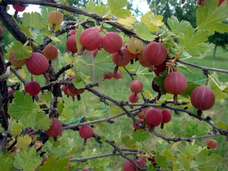 Крыжовник русский красный. Крыжовник сорт Колобок. Крыжовник (ribes grossularia `Командор`). Крыжовник Краснославянский куст. Крыжовник красный Колобок.