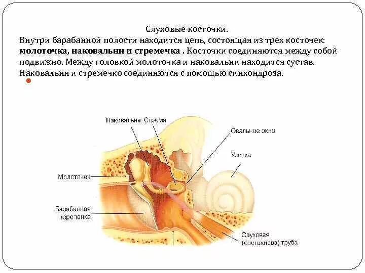 Слуховые косточки расположены в каком ухе. В барабанной полости находятся слуховые косточки. Барабанная полость с цепью слуховых косточек. Слуховые косточки расположены в полости. Косточки среднее ухо наковальня.