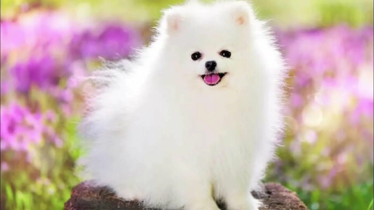 White Pomeranian. Маленькие щенки с белой шерстью. Белая собака маленькая пушистая и с круглыми ушами. Pomeranian trắng