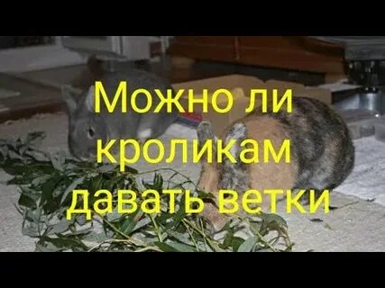 Можно давать кроликам малину