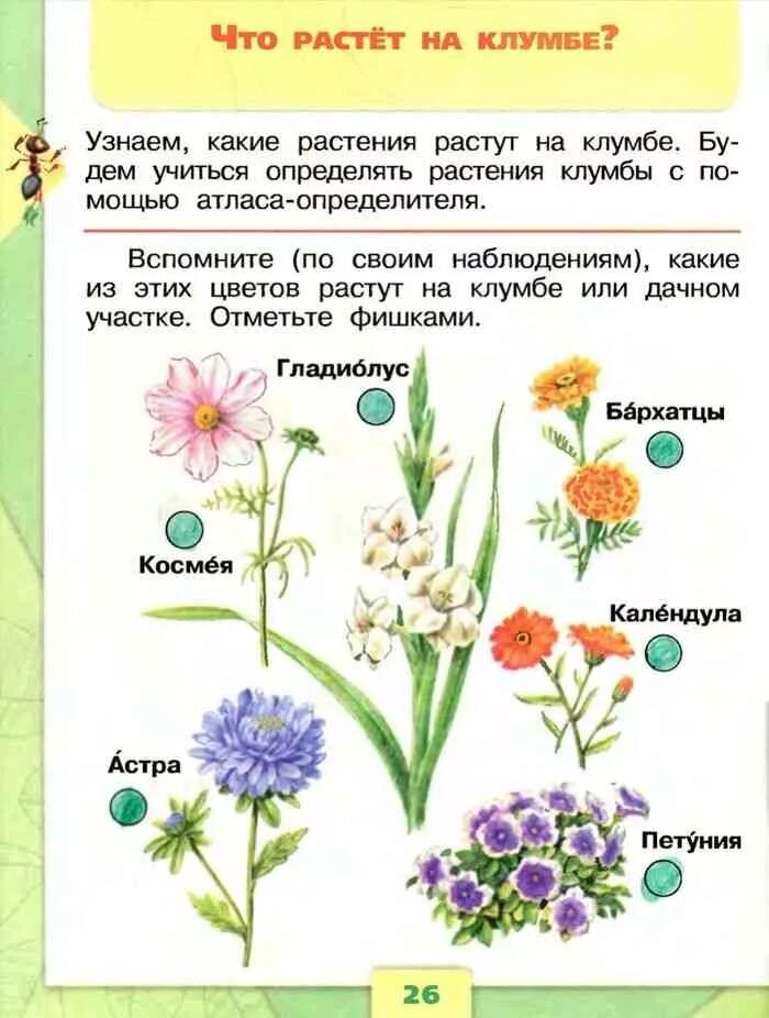 Посмотрите какие цветы растут. Какие растут ростениянаклумбе. Окружающий мир. Цветы.. Определяем растения клумбы. Растения клумбы окружающий мир.