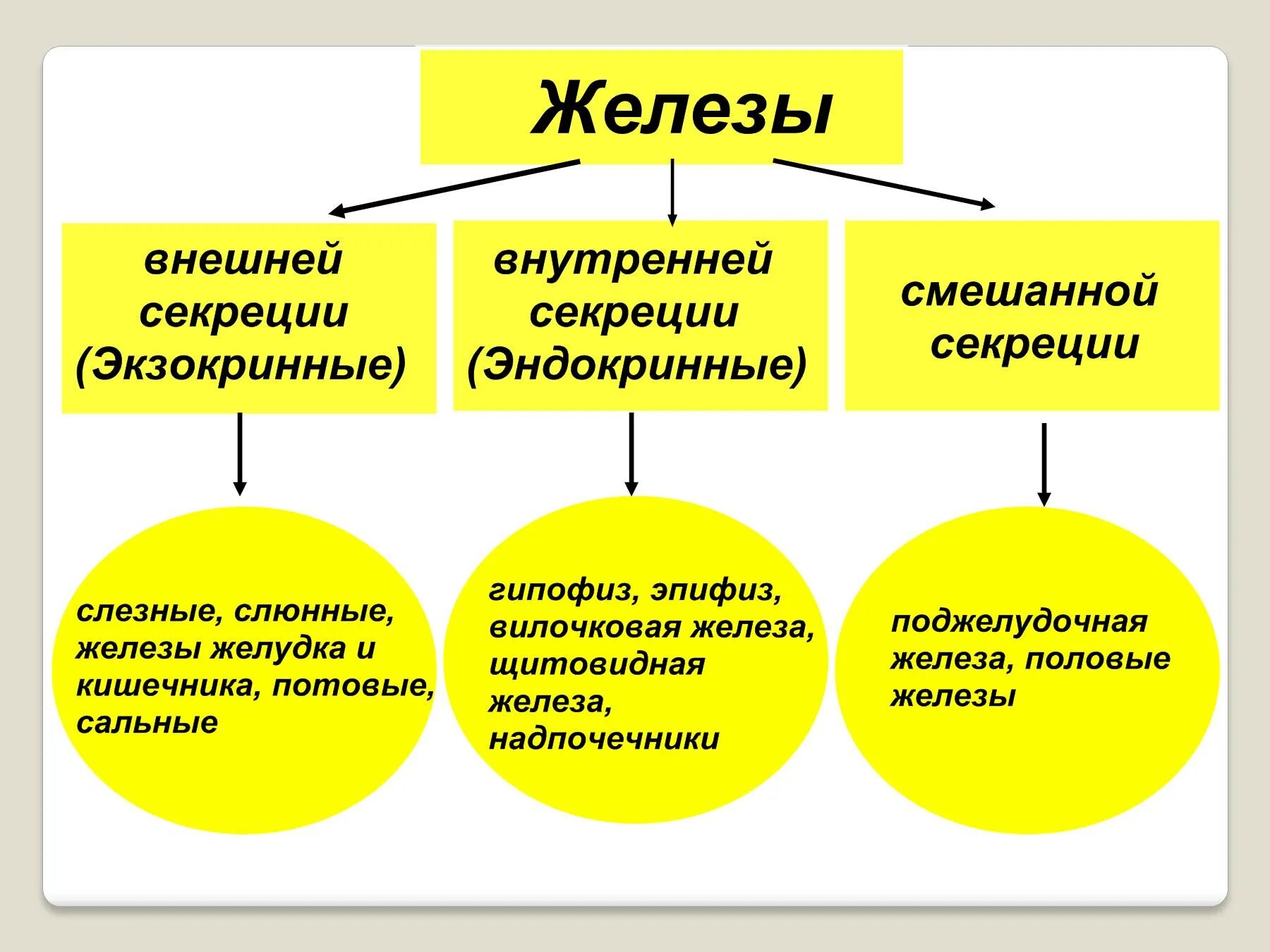 Железы и т д. Таблица желез внешней внутренней и смешанной секреции. Схема железы внешней внутренней и смешанной секреции. Схема желез внутренней, смешанной и внешней секреции. Железы внутренней и внешней секреции строение.