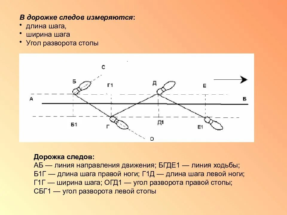 Дорожка следов. Дорожки следов ног человека криминалистика. Схема измерения дорожки следов ног. Параметры измерения дорожки следов ног. Схема дорожки следов криминалистика.