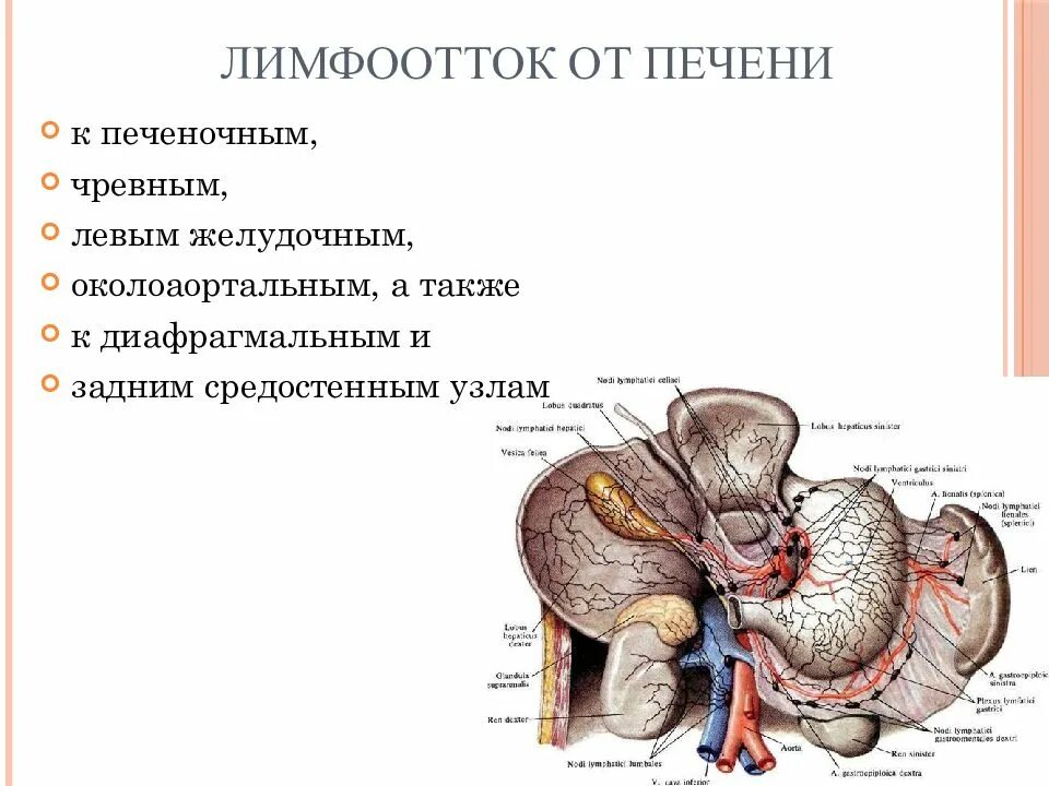 Лимфы печени