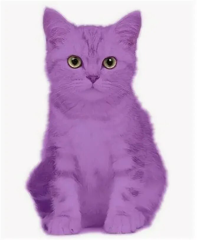 Фиолетовая кошка. Включи purple cat. Фиолетовая кошка. Включи purple cat. Котик на фиолетовом фоне.