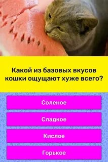 Вкус кота