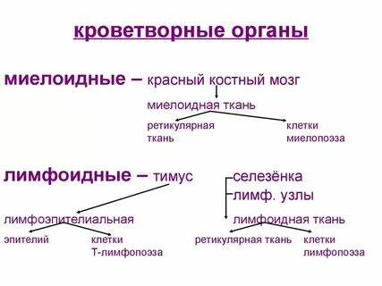 Какая ткань кроветворная
