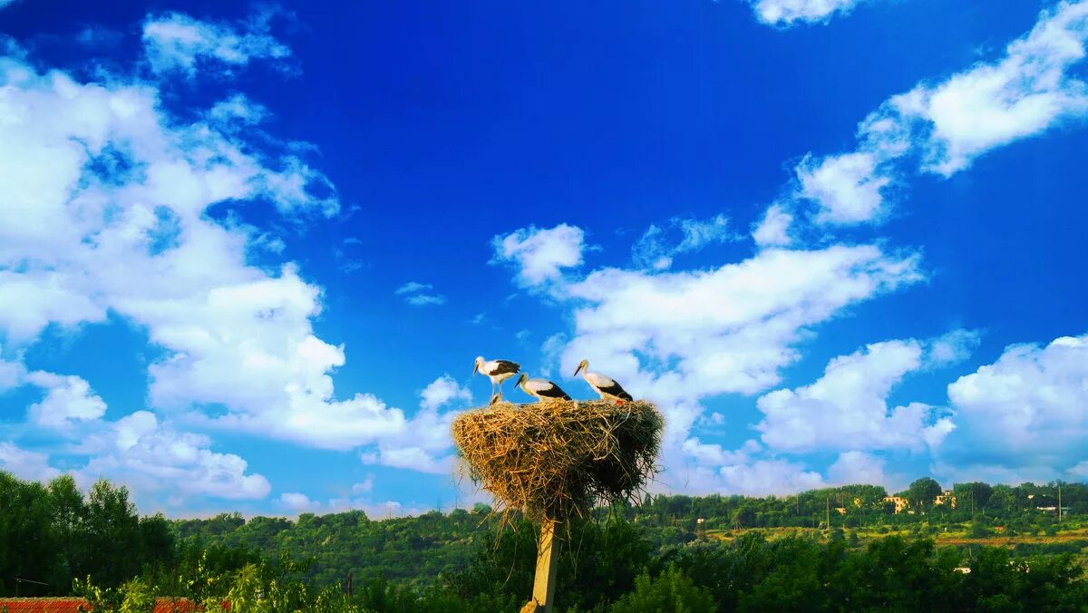 аист на крыше мир на земле открытка. гнездо аистов. красивые пейзажи с птицами. аист на крыше фон. аисты на крыше.