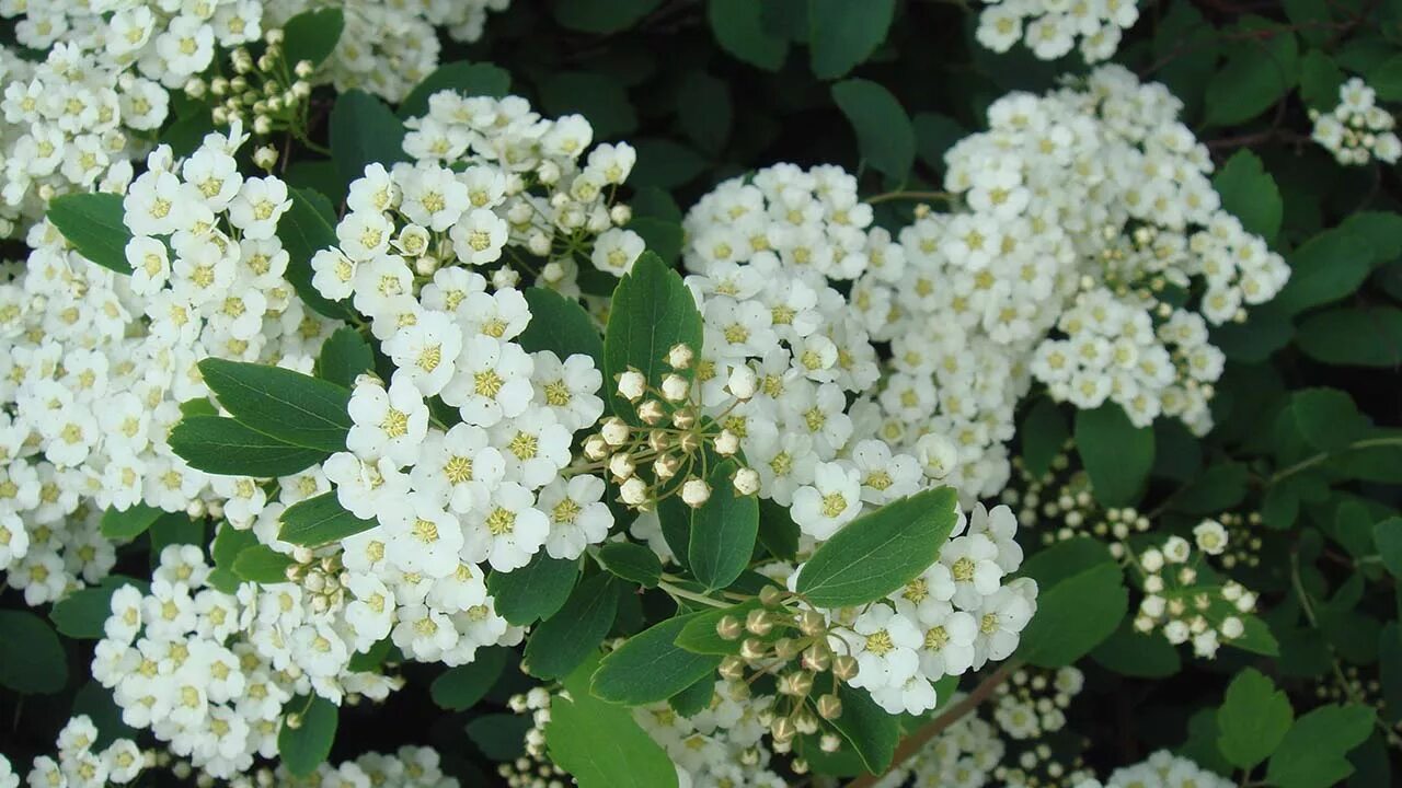 Спирея Вангутта. Спирея Вангутта (Spiraea vanhouttei). Спирея Ван-Гутта (Spiraea vanhouttei). Спирея Вангутта невеста. Куст невеста фото