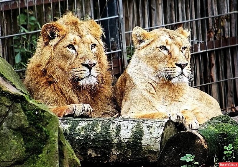 World Animals Day; Sharing with them, the privilege of having a soul! - NewsBhar