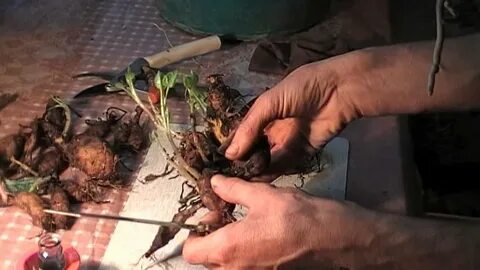 Что сделать чтобы георгины дольше стояли