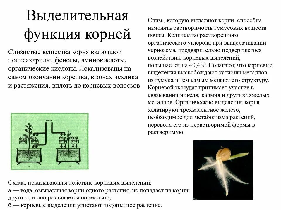 Выделил корневую
