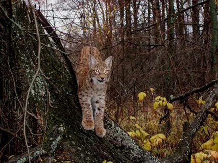 Животные шаховская
