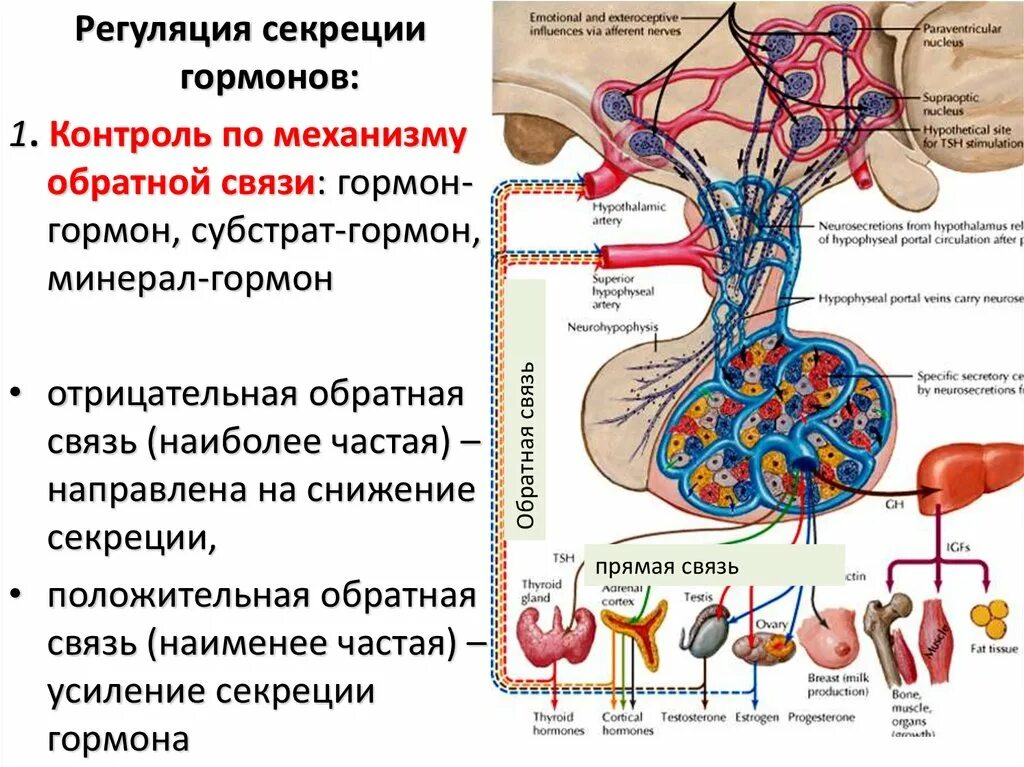 Принцип обратной связи гормонов гипофиза. Отрицательная Обратная связь в регуляции секреции. Принцип обратной связи физиология гормоны. Положительная и отрицательная Обратная связь гормоны. Положительная Обратная связь регуляция гормонов.