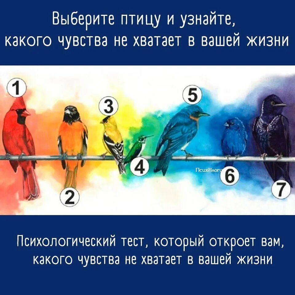 Тест на то из чего я состою. Тест выбери. тест выбери птицу. тест выбери картинку. психологический тест выбери.