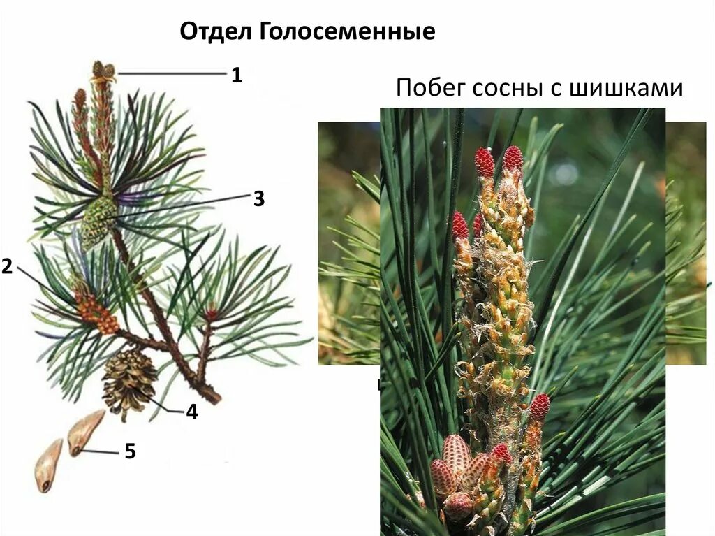 Хвойные побеги. Голосеменные сосна обыкновенная. Сосновый вертун сосны обыкновенной. Побег сосны обыкновенной. Голосеменные ель обыкновенная.