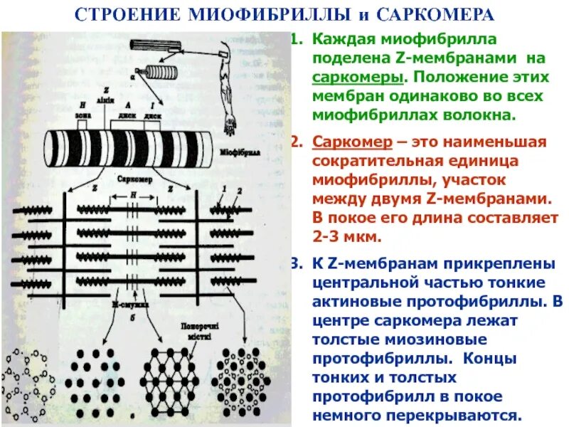 Сократительной единицей миофибриллы является. Строение миофибриллы и саркомера. структура миофибриллы. строение миофибриллы. строение саркомера.. структура строения миофибрилл.