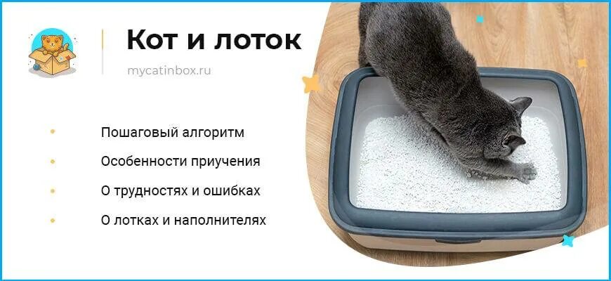 Как приучить котенка 3 месяца к лотку. Приучить котенка к лотку. как приучить кошку к лотку быстро. как приучить котенка ходить в лоток. приучение кошки к лотку.