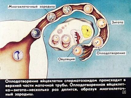 Оплодотворение яйцеклетки ощущения женщины