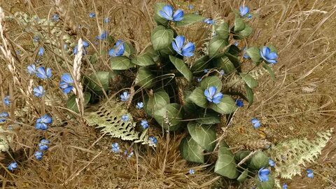 Skyrim plants
