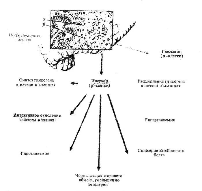 Поджелудочная железа синтез гликогена. Хромаффинные клетки гистология. Хромаффинные клетки надпочечников цитология. Хромаффинные клетки надпочечников гистология. Гормоны надпочечников схема.