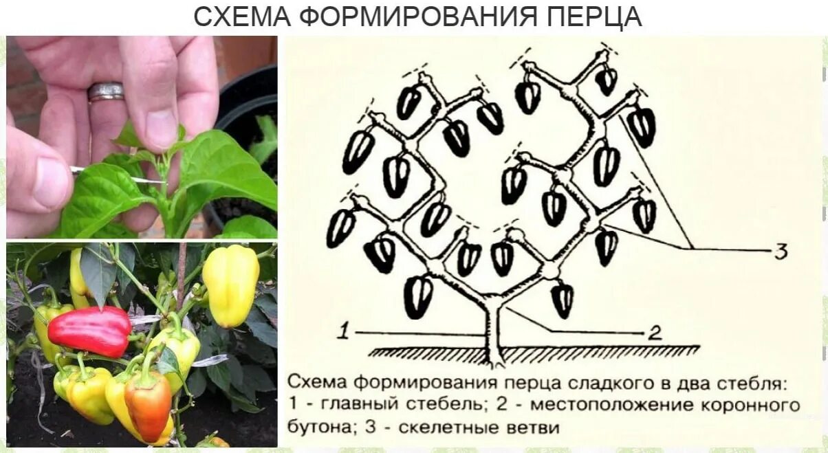 Нужно ли прищипывать перец. Перец сладкий формирование куста в теплице. Схема пасынкования перца. Перец формировка куста. Схема формирования перца.