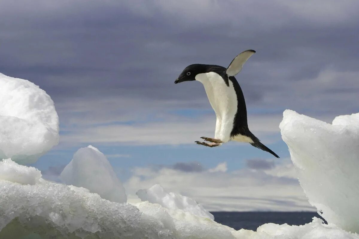 Flying penguin