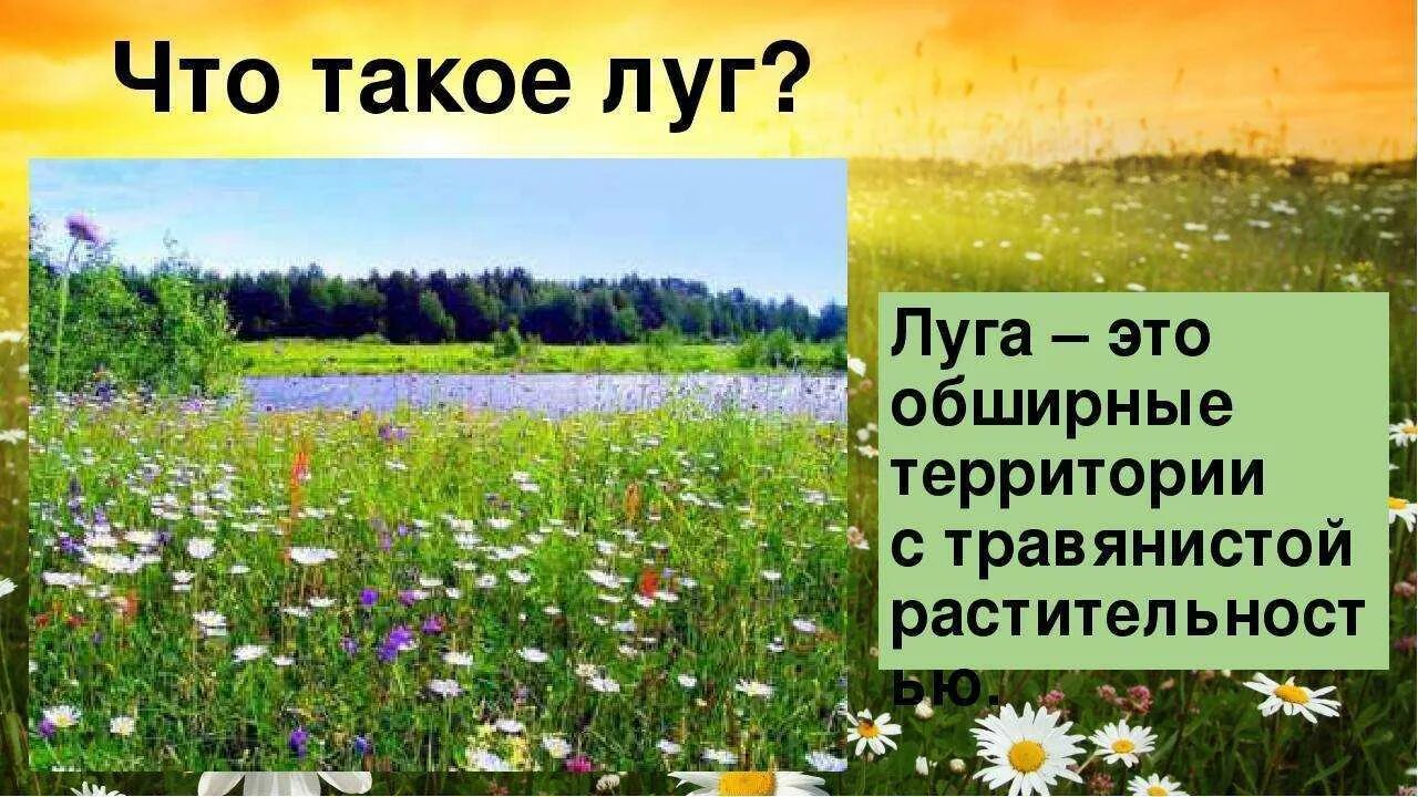 Луг природное сообщество 3 класс презентация