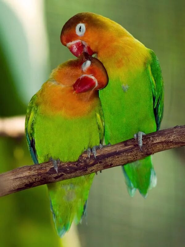 I love birds. Неразлучники попугаи. Радужные попугаи неразлучники. Попугай неразлучник зеленый. Изумрудные неразлучники.