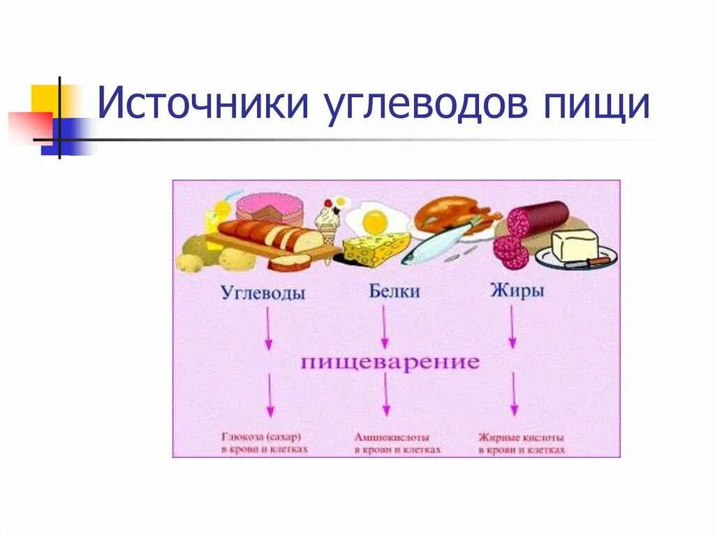 Источники углеводов в питании. Источники углеводов в питании