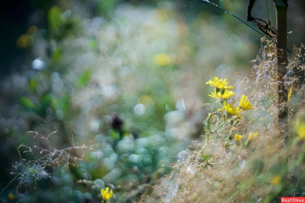 расфокус видео