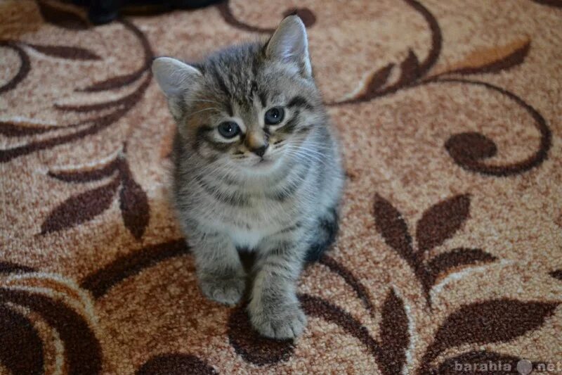 Купить котенка в смоленске. Котята Смоленск. Смоленская кошка. Кот даром Смоленск. Коты Смоленска.