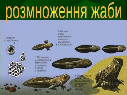 Сходство головастика лягушки с рыбой