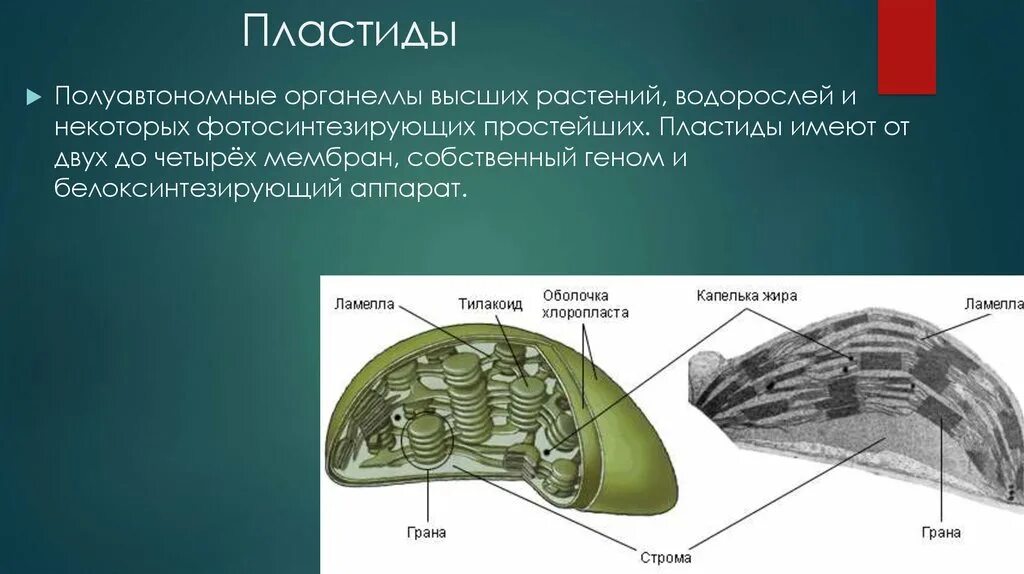 Хлоропласт полуавтономный. Хлоропласты полуавтономные органоиды. Пластиды полуавтономные. Полуавтономные органеллы хлоропласт. Пластиды высших растений.