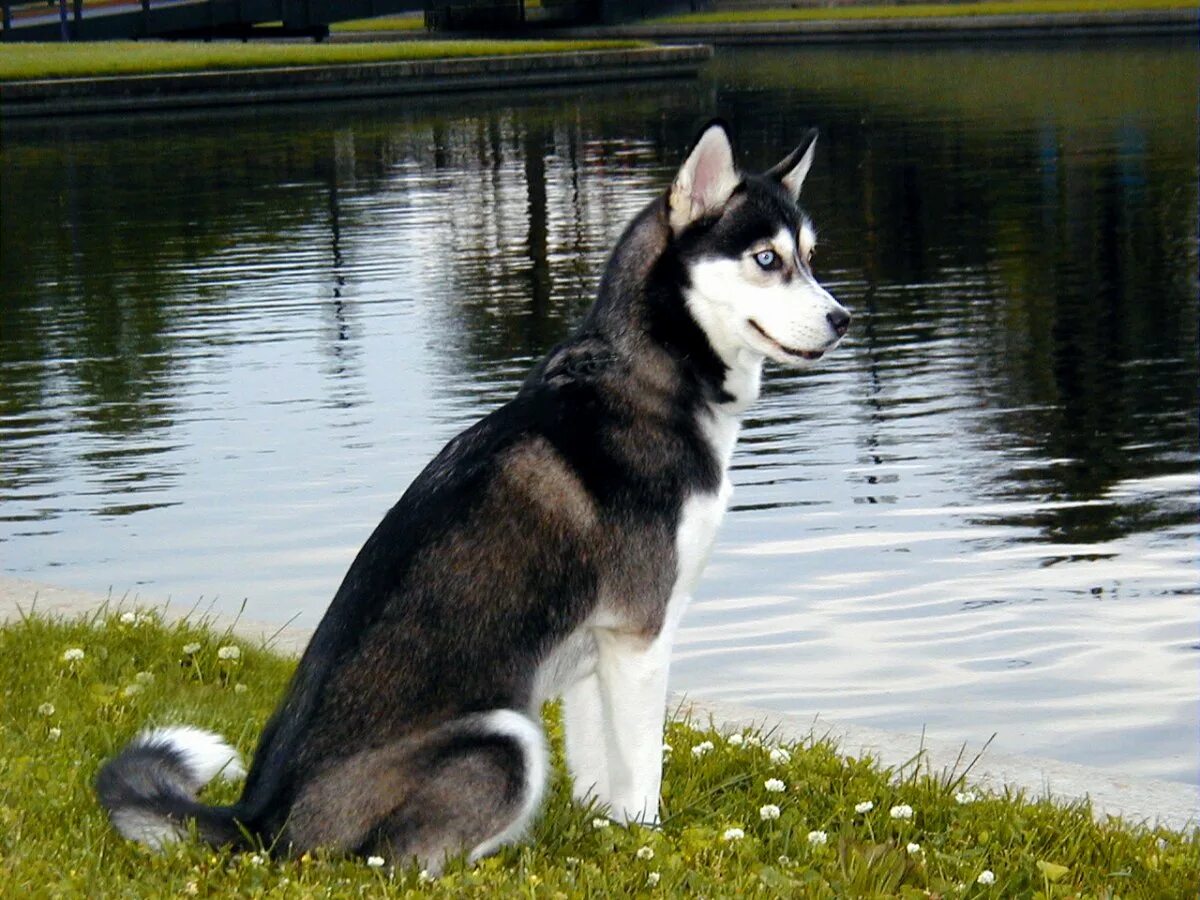 хаски порода хаски. порода сибирский хаски. европейская хаски. чепрачный хаски. хаски иноагент.