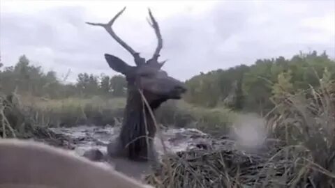 Олень в болоте