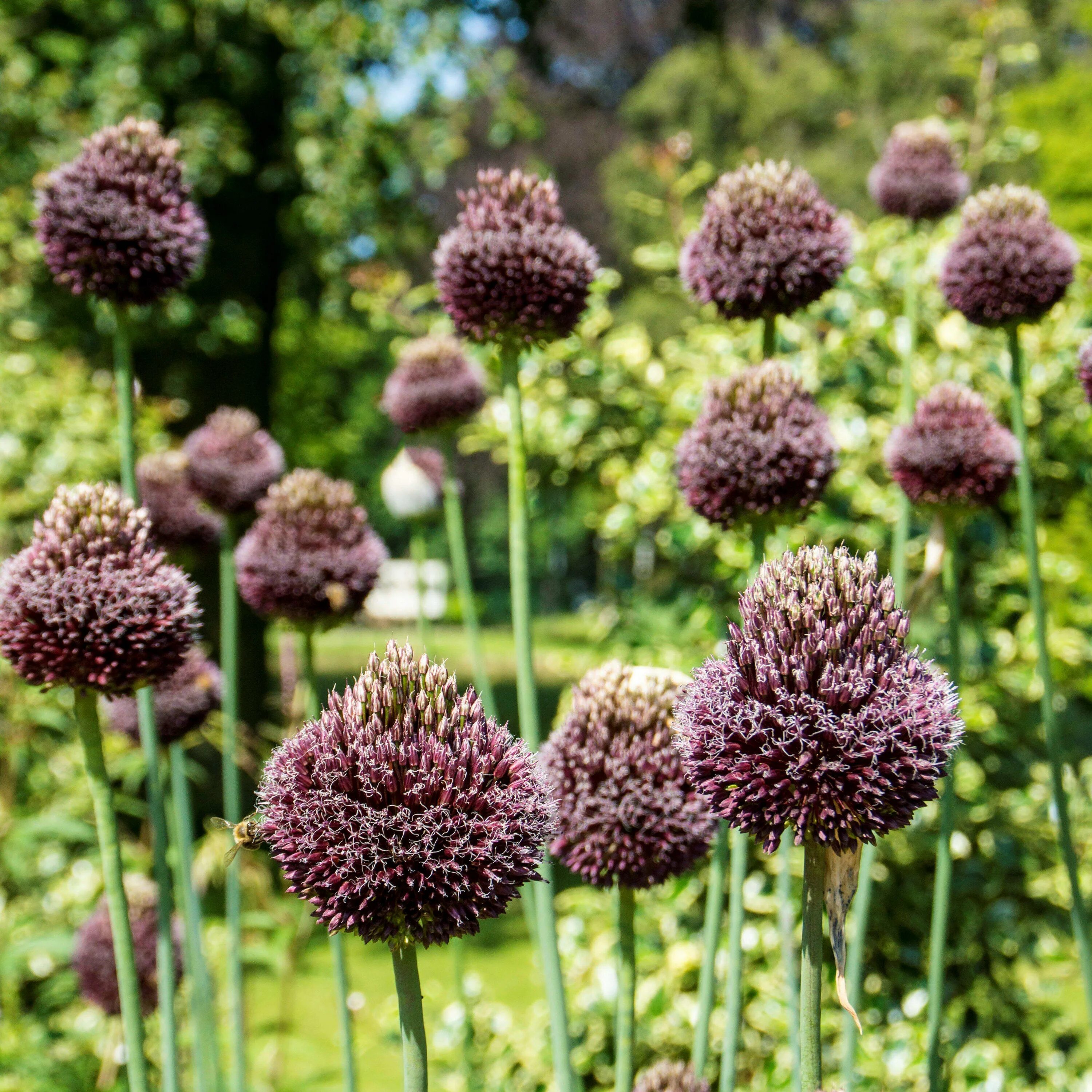 Аллиум ред могикан. Аллиум ред могикан (Red Mohican). Allium -аллиум Red Mohican. Forelock аллиум.