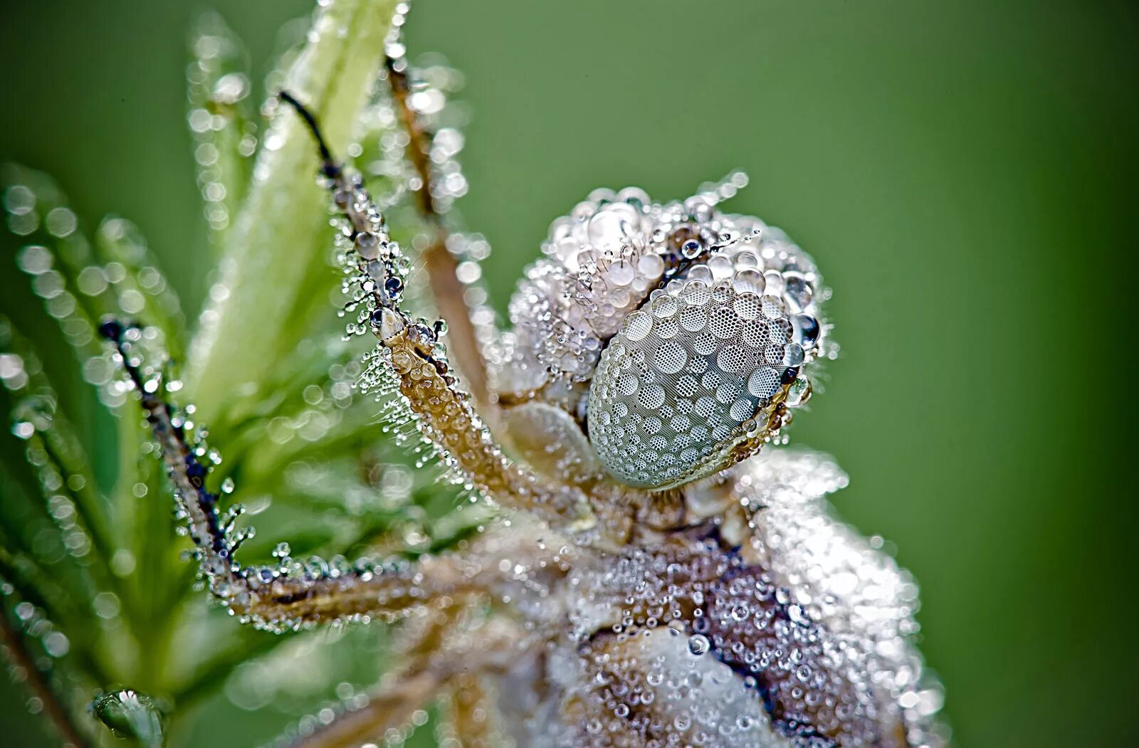 Macro