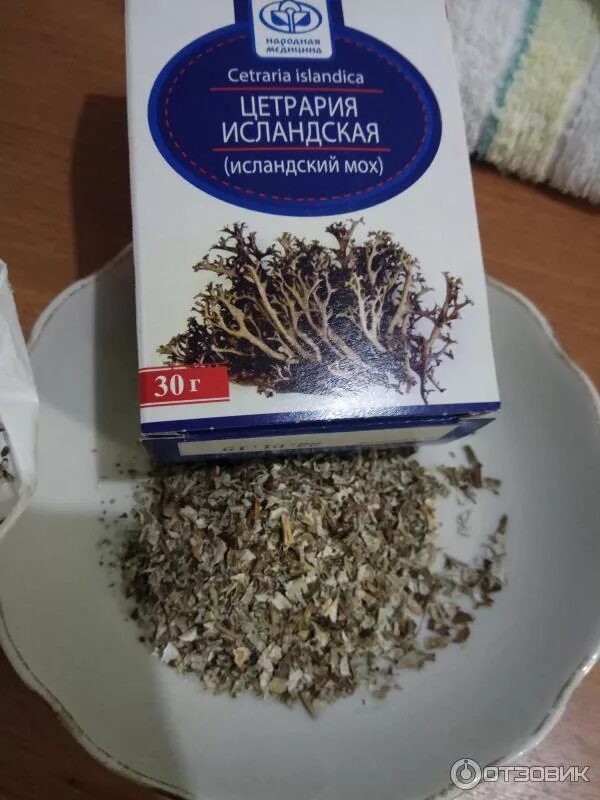 Трава мох от кашля. Цетрария от кашля. исландский мох от кашля. испанский мох от кашля. трава от кашля мох.